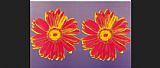 daisy 1982